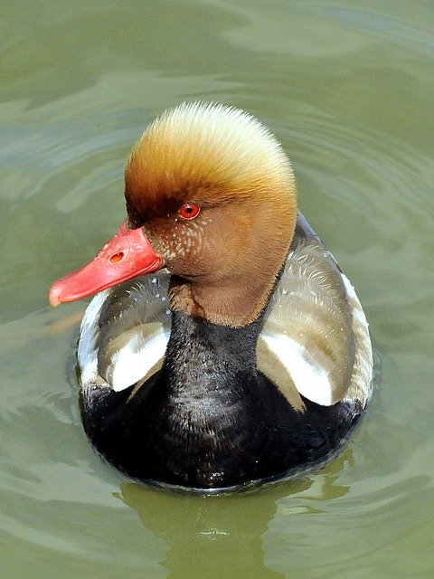 Descărcare gratuită Pochard Netta Rufina Anatidae - fotografie sau imagine gratuită pentru a fi editată cu editorul de imagini online GIMP