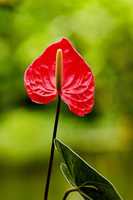 Free download Pocketpc free photo or picture to be edited with GIMP online image editor