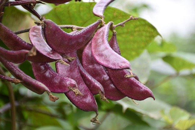 무료 다운로드 Pods Beans Lentils - 무료 사진 또는 김프 온라인 이미지 편집기로 편집할 수 있는 사진