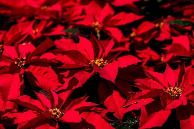 Free download Poinsettia Christmas Contrast -  free photo or picture to be edited with GIMP online image editor