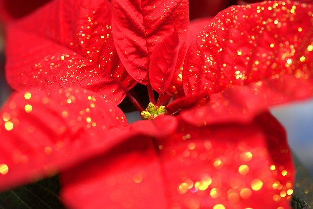 Free download Poinsettia Flower Christmas -  free photo or picture to be edited with GIMP online image editor