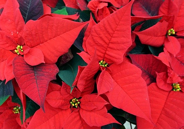 Free download Poinsettia Flower Red -  free photo or picture to be edited with GIMP online image editor