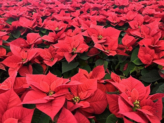 Scarica gratuitamente l'immagine gratuita di Natale con fiori rossi di stella di Natale da modificare con l'editor di immagini online gratuito GIMP
