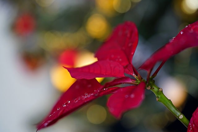 ポインセチアの赤い葉の植物の無料ダウンロード GIMP で編集できる無料のオンライン画像エディター