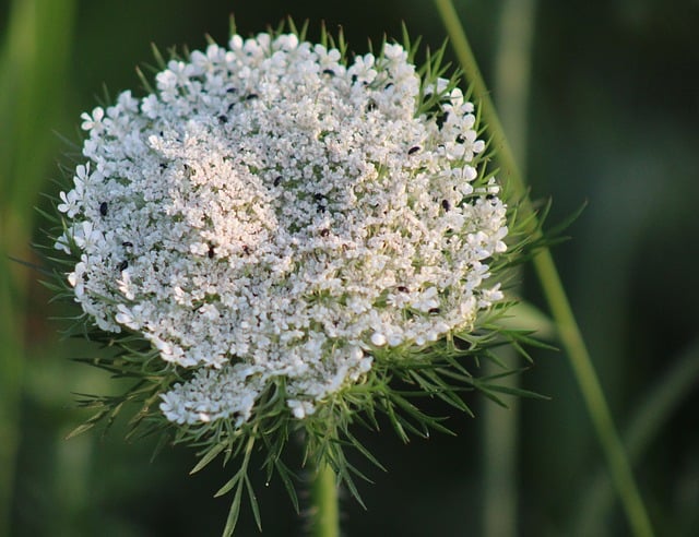 Free download pointed flower meadow nature summer free picture to be edited with GIMP free online image editor
