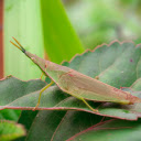 Pointy headed grasshopper  screen for extension Chrome web store in OffiDocs Chromium