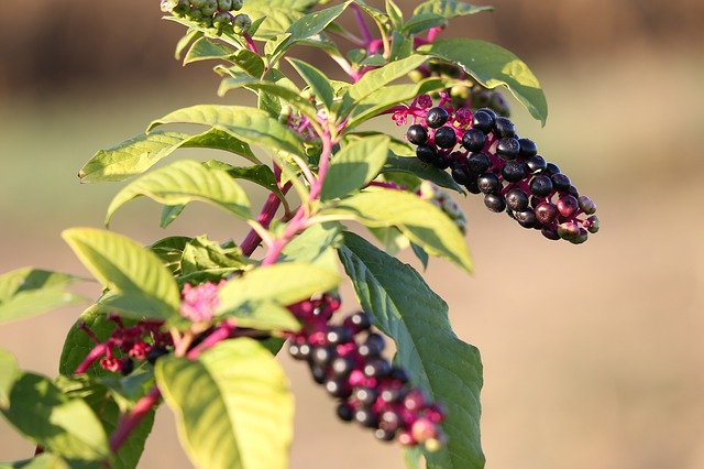 Free download Pokeweed Phytolacca Americana -  free photo or picture to be edited with GIMP online image editor