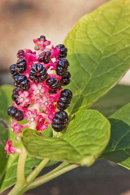 Free download Pokeweed Toxic Medicinal Plant -  free photo or picture to be edited with GIMP online image editor