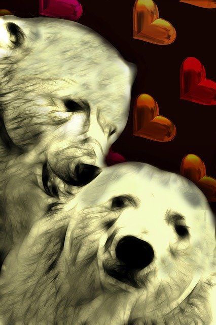 Free download Polar Bear Heart Background -  free illustration to be edited with GIMP free online image editor