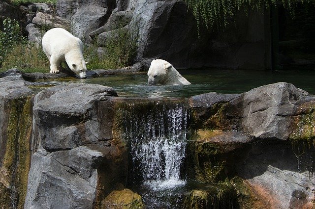 무료 다운로드 북극곰 Schönbrunn Tiergarten - 무료 사진 또는 김프 온라인 이미지 편집기로 편집할 사진