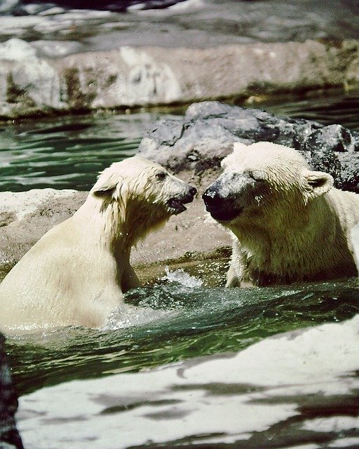 Free download Polar Bears Mother Cub -  free photo or picture to be edited with GIMP online image editor