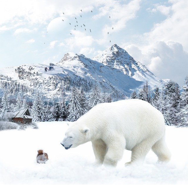 Muat turun percuma Polar Bear Snow Wildlife - foto atau gambar percuma untuk diedit dengan editor imej dalam talian GIMP