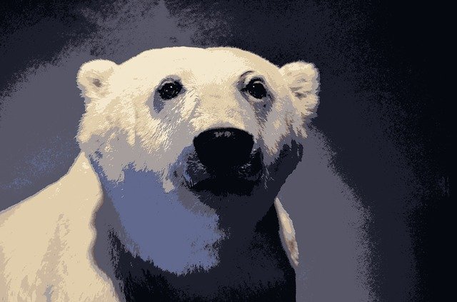 Free download Polar Bear Snow Winter -  free illustration to be edited with GIMP free online image editor