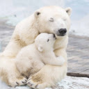 Polar Bear: The Majestic King of the Arctic  screen for extension Chrome web store in OffiDocs Chromium