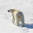 POLAR BEAR THEME  screen for extension Chrome web store in OffiDocs Chromium