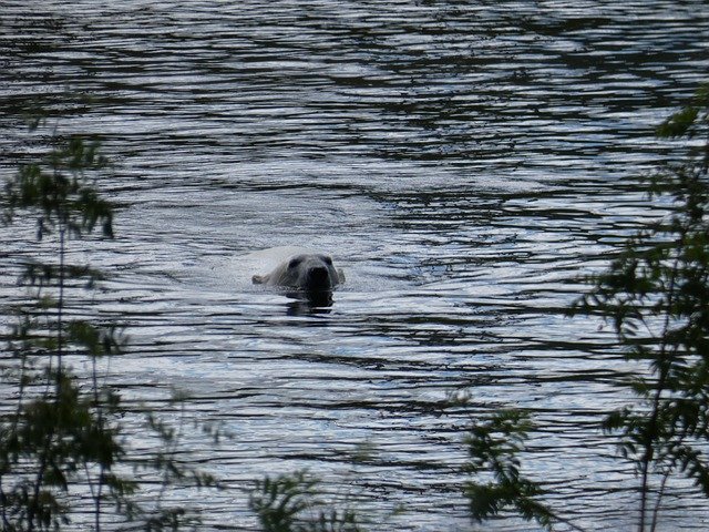 북극곰 물 수영 기후 무료 다운로드 - 무료 사진 또는 GIMP 온라인 이미지 편집기로 편집할 사진