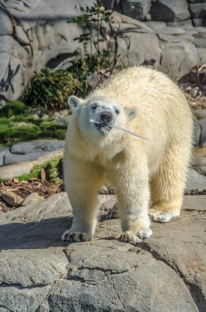 Free download polar bear zoo animal wildlife free picture to be edited with GIMP free online image editor