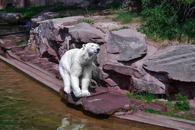 Template Photo Polarbear Zoo Nature -  for OffiDocs