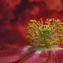 Pollen bunches  screen for extension Chrome web store in OffiDocs Chromium