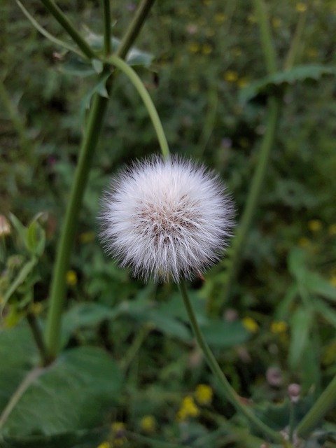 Free download Pollen Flower Plant -  free photo or picture to be edited with GIMP online image editor