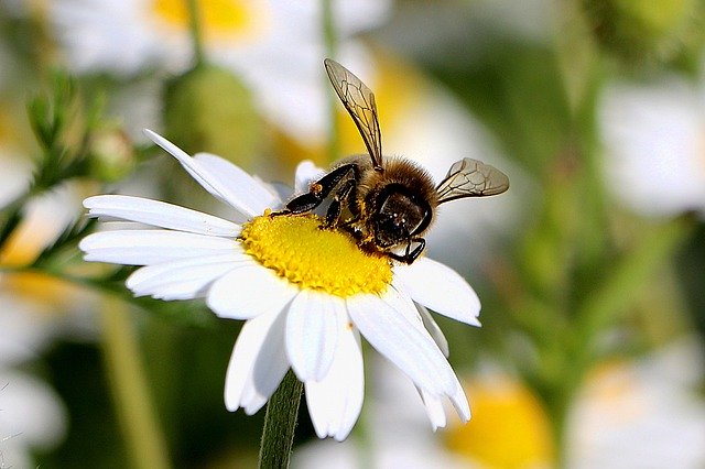 Безкоштовно завантажте Pollination Bee Mage Rides — безкоштовну фотографію чи зображення для редагування за допомогою онлайн-редактора зображень GIMP