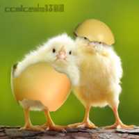 Free download pollo free photo or picture to be edited with GIMP online image editor