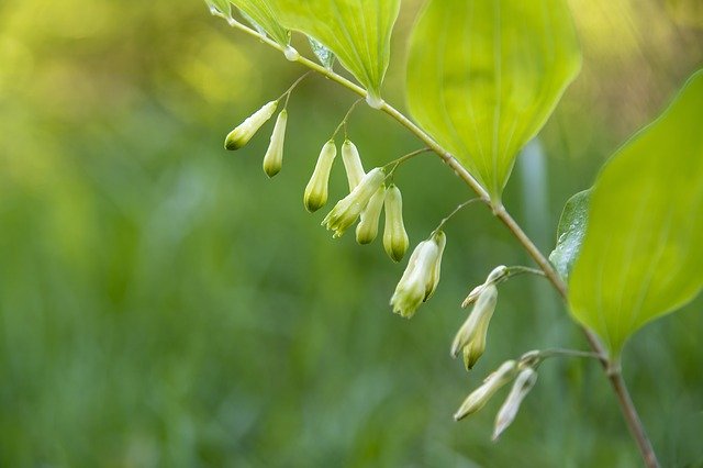 Free download Polygonatum Multiflora Blossom -  free photo or picture to be edited with GIMP online image editor