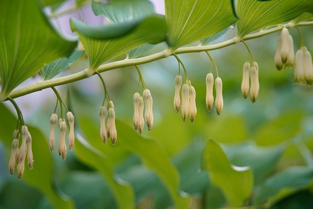 Free download polygonatum plant flowers forest free picture to be edited with GIMP free online image editor