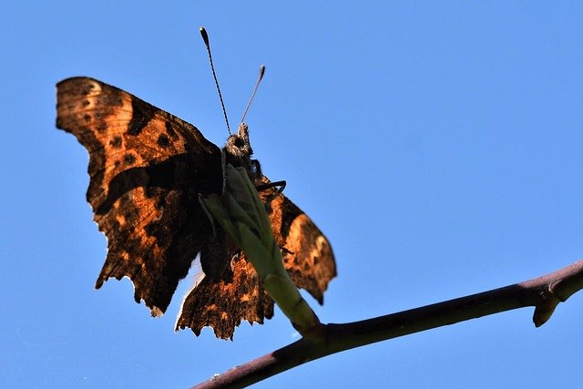 Descărcare gratuită polygonia c album c falter butterfly imagine gratuită pentru a fi editată cu editorul de imagini online gratuit GIMP