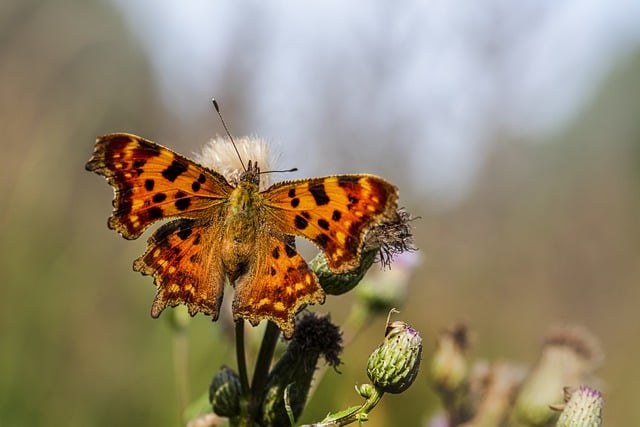 Kostenloser Download des Albums „Polygonia C“, Insekt, Schmetterling, kostenloses Bild zur Bearbeitung mit dem kostenlosen Online-Bildeditor GIMP