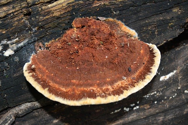 Descărcare gratuită Polypore Bracket Ganoderma - fotografie sau imagine gratuită pentru a fi editată cu editorul de imagini online GIMP