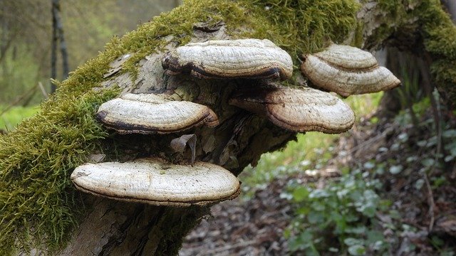 Unduh gratis Polypore Fungus On Wood - foto atau gambar gratis untuk diedit dengan editor gambar online GIMP
