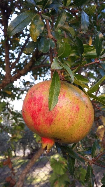 Gratis download Granaatappel Fruit Food - gratis foto of afbeelding om te bewerken met GIMP online afbeeldingseditor