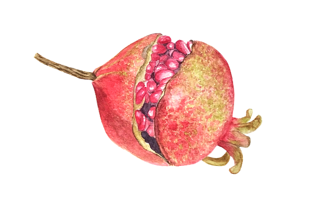 Free download Pomegranate Fruit Watercolor -  free illustration to be edited with GIMP free online image editor