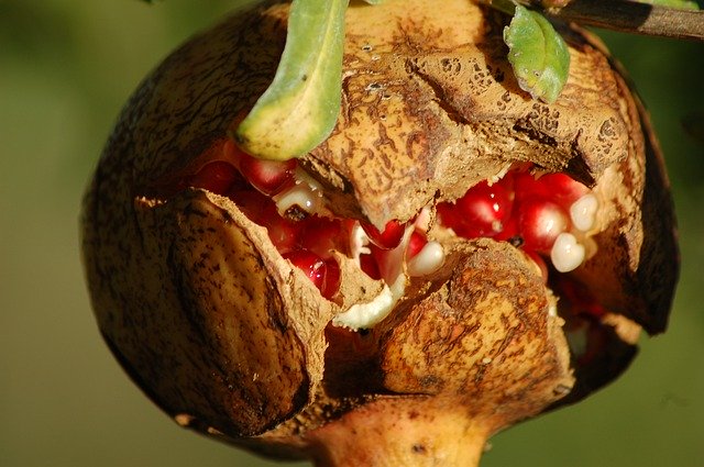 Template Photo Pomegranate Grains Fruit -  for OffiDocs