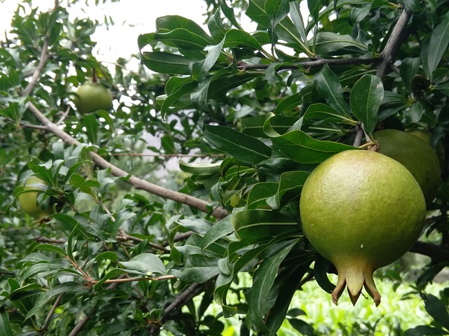 Free download pomegranate green fresh fruit free picture to be edited with GIMP free online image editor