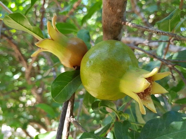 Gratis download Granaatappel Natuur Fruit - gratis gratis foto of afbeelding om te bewerken met GIMP online afbeeldingseditor