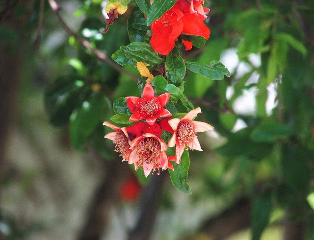 Unduh gratis Pomegranate Red Bloom - foto atau gambar gratis untuk diedit dengan editor gambar online GIMP
