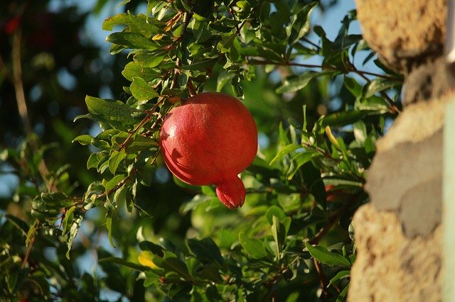 Free download Pomegranate Ripe Red -  free photo or picture to be edited with GIMP online image editor