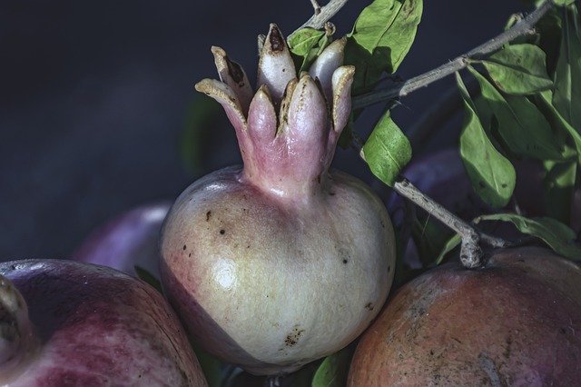 무료 다운로드 석류 아기 건강 - 무료 사진 또는 김프 온라인 이미지 편집기로 편집할 수 있는 사진