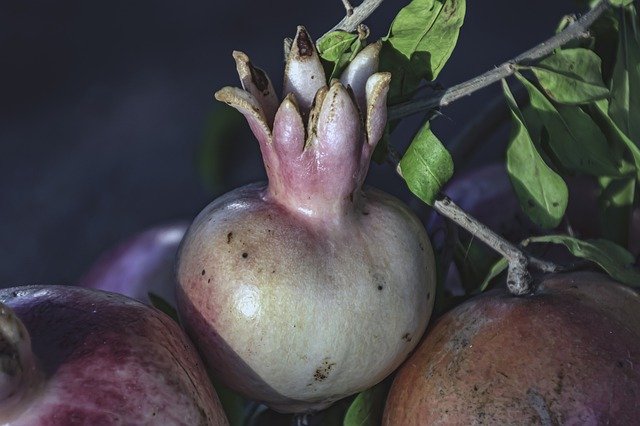 Безкоштовно завантажте Pomegranates Baby Health — безкоштовну фотографію чи зображення для редагування за допомогою онлайн-редактора зображень GIMP