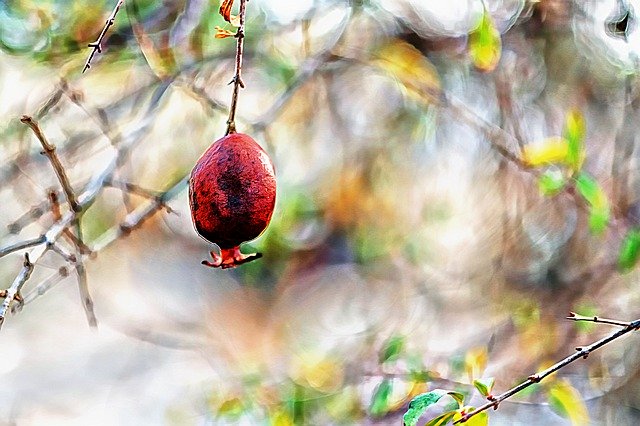 Descarga gratuita Pomegranate Tree Leaf: foto o imagen gratuita para editar con el editor de imágenes en línea GIMP