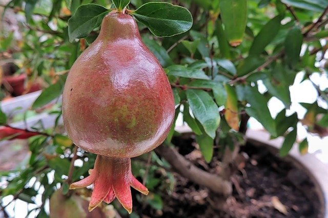 Gratis download Pomegranate Tree Red - gratis foto of afbeelding om te bewerken met GIMP online afbeeldingseditor