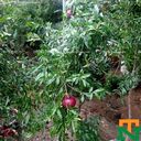 pomegranate tree wallpaper with fruit  screen for extension Chrome web store in OffiDocs Chromium