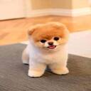 Pomeranian dog wallpaper  screen for extension Chrome web store in OffiDocs Chromium