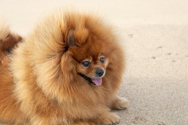 Free download pomeranian south africa south coast free picture to be edited with GIMP free online image editor