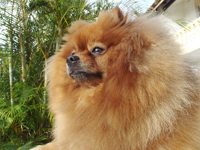 Free download Pomeranian Spitz Type Nordic -  free photo or picture to be edited with GIMP online image editor