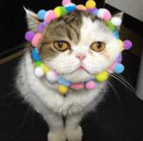 Free download Pom pom cat free photo or picture to be edited with GIMP online image editor