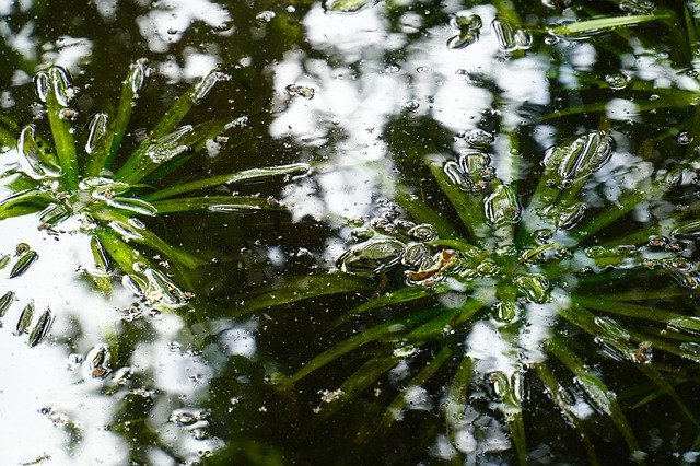 Gratis download Pond Aquatic Plant Nature - gratis foto of afbeelding om te bewerken met GIMP online afbeeldingseditor
