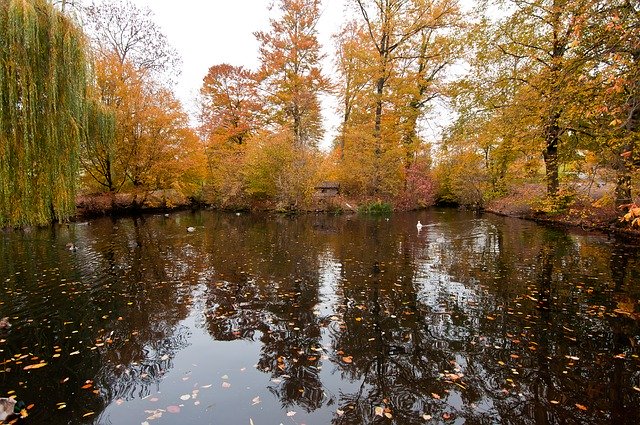 Free download Pond Autumn Ducks -  free photo or picture to be edited with GIMP online image editor